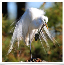 Great Egret - Scratching Feathers